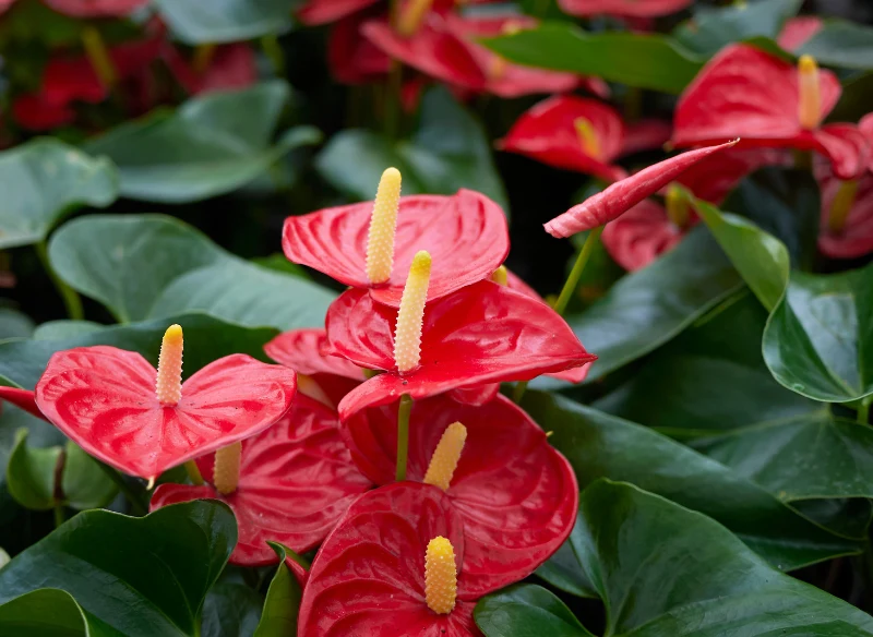 Anturium została na nowo odkryta przez domowych ogrodników