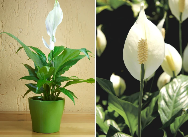 Skrzydłokwiat to roślina doniczkowa oczyszczająca powietrze