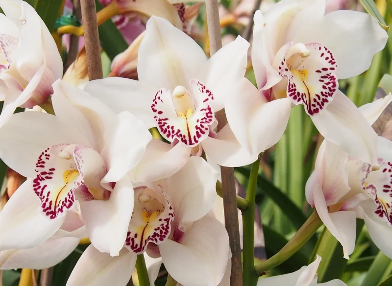 Właściwa pielęgnacja storczyka sprawi, że będzie miał okazałe kwiaty