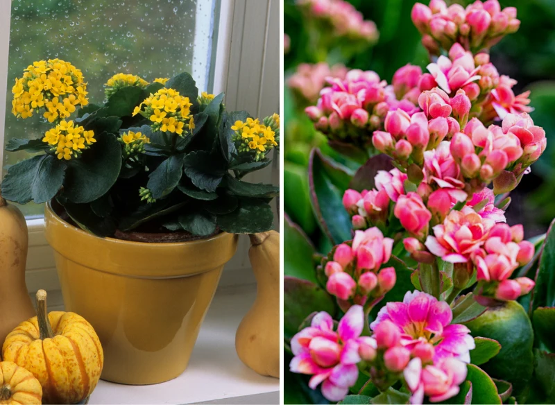 Calanchoe pojawia się w polskich domach na święta