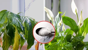 Wyjaśniamy, co zrobić, by skrzydłokwiat miał zdrowe liście i kwiaty. Fot. 123RF.com/Pixabay