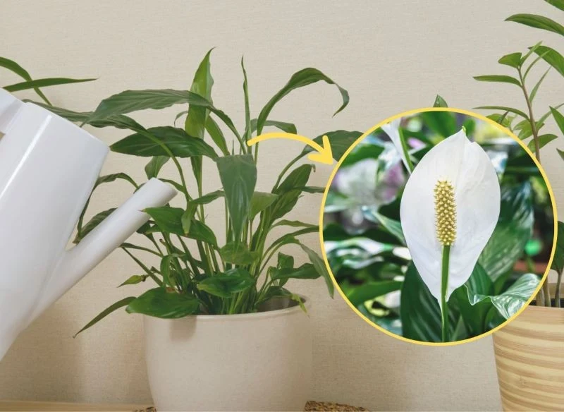 Podlewanie skrzydłokwiatu musi być regularne