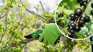 Odpowiednie przycinanie porzeczek pozwala zwielokrotnić zbiory owoców i  wydłużyć czas życia krzewu.