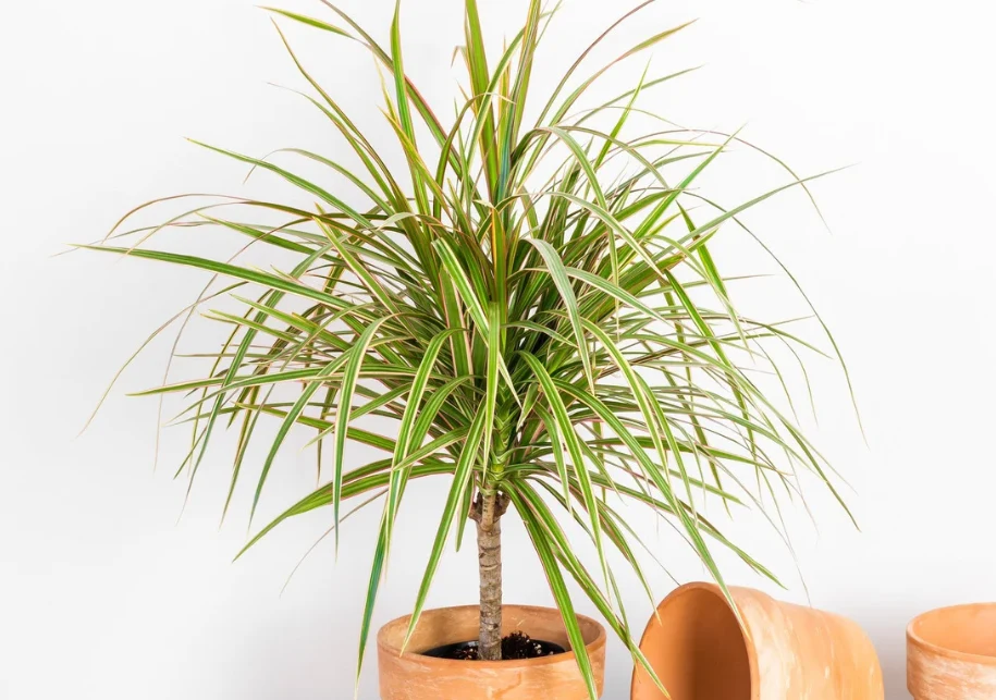 dracena