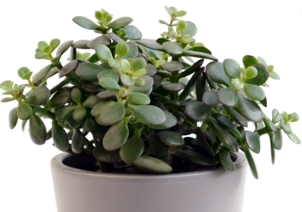 Grubosz drzewiasty (Crassula arborescens)