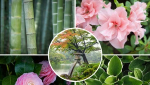 Rośliny w ogrodzie japońskim nie mogą być przypadkowe. Fot.123RF.com/Pixabay.com