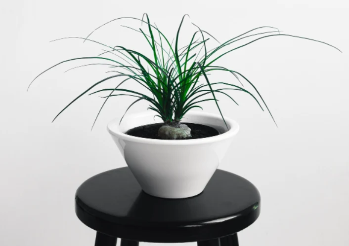 Nolina (nolina recurvata)