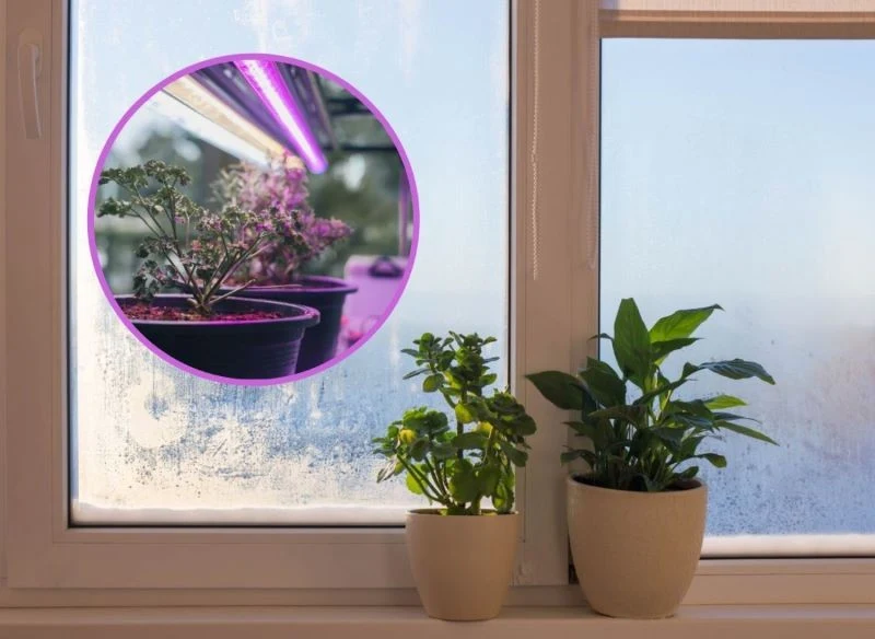 Doświetlanie roślin zimą jest konieczne, by mogły rosnąć i kwitnąć