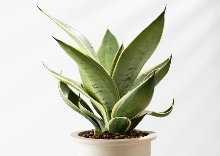 Sansewieria gwinejska (Sansevieria)