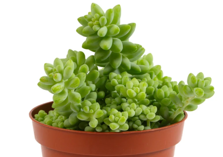 Rozchodnik Morgana (Sedum morganianum E