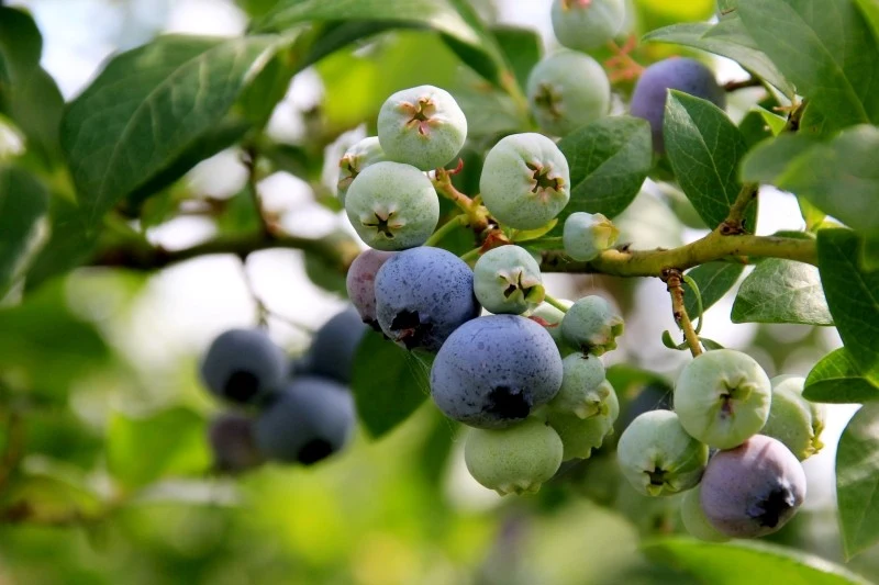 Krzewy borówki amerykańskiej sadzimy wiosną lub jesienią