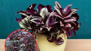 Trzykrotka pasiasta to bardzo atrakcyjna i łatwa w uprawie roślina. Zdarza się jednak, że roślina może zacząć gnić.