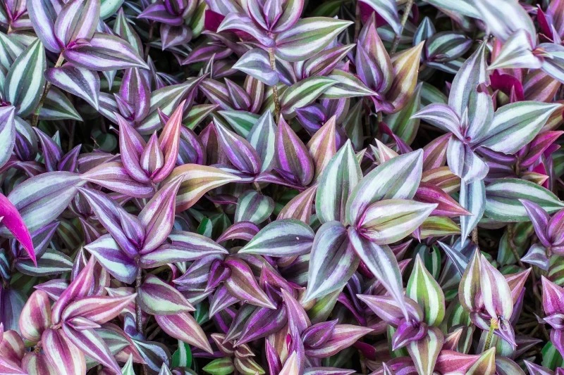 Trzykrotka pasiasta lubi jasne stanowiska, lecz nie w pełnym słońcu