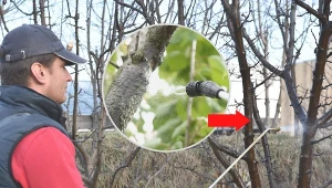 Wiosenne opryski drzew owocowych najlepiej przeprowadzić w lutym i w marcu na wszystkich drzewach owocowych.