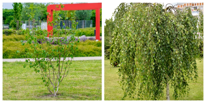 Ciekawe odmiany brzóz