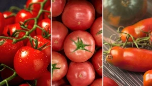 Setki odmian pomidorów sprawiają, że wybór tych najsmaczniejszych nie jest łatwą kwestią.