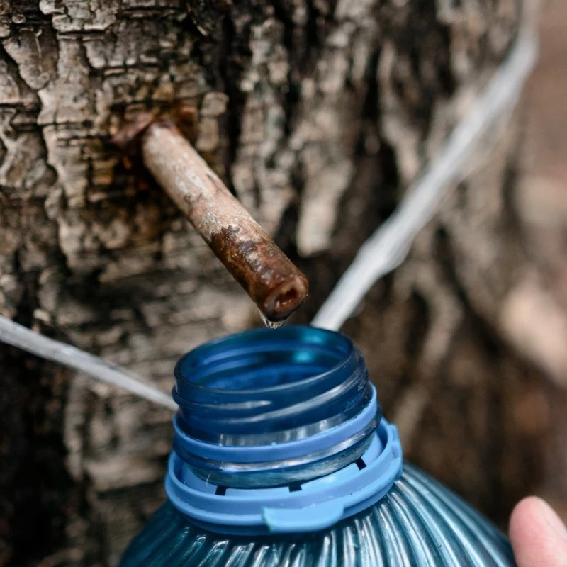 Pozyskiwanie soku z brzozy nie jest trudne