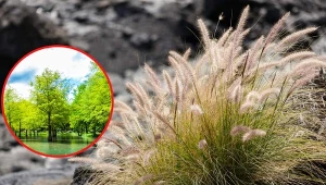 Przedstawiamy listę roślin, które idealnie sprawdzą się w podmokłym ogrodzie.