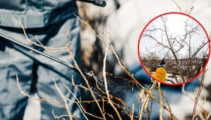 Wyjaśniamy, od czego rozpocząć walkę ze szkodnikami drzew i krzewów w ogrodzie.