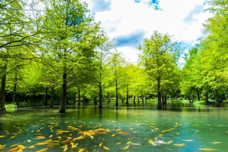 Cyprysik błotny to gatunek drzewa, który doskonale radzi sobie na błotnistych i zalewowych terenach