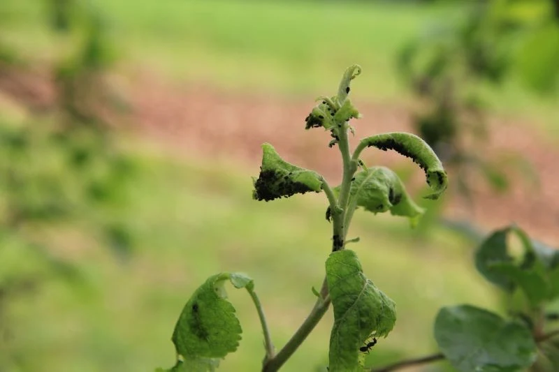 Mszyce i bawełnice często żerują na drzewach i krzewach w ogrodzie