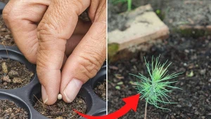 Nie wszystkie iglaki łatwo się rozmnaża, bo dużo trudności sprawiają takie drzewa jak sosna, świerk lub jodła.