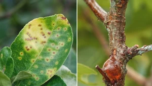 Również bakterie i wirusy mogą powodować choroby drzew owocowych.