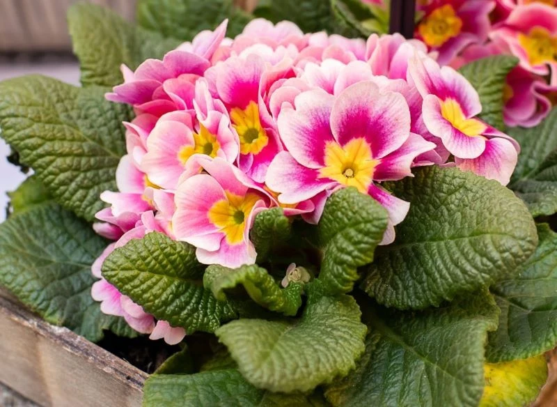 Obrywanie suchych kwiatów i nawożenie to zabiegi, które przedłużą kwitnienie prymulek