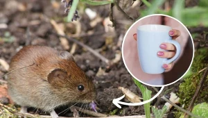 Nornice potrafią zrujnować nawet najbardziej zadbany ogród.