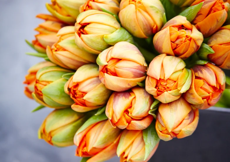 Tulipan pomaga wyrazić wieloletnie głębokie uczucie i oddanie