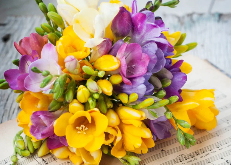 Frezja można stanowić zaproszenie do flirtu