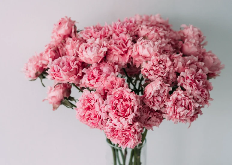 Goździk wyraża podziękowanie i przywiązanie do drugiej osoby