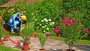 Wyjaśniamy, jak przygotować oleandra do nadejścia wiosny.