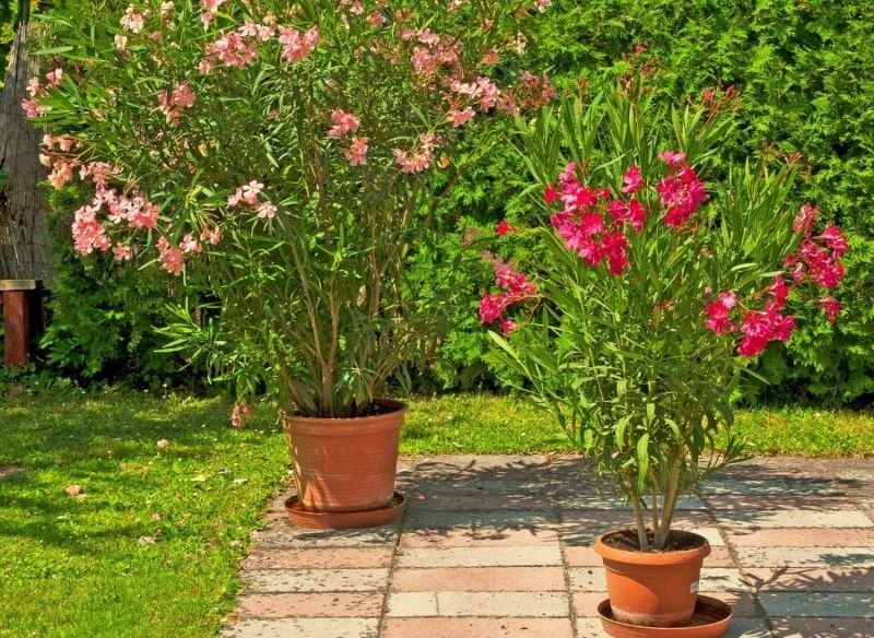 Na przełomie marca i kwietnia warto rozpocząć wybudzanie oleandra