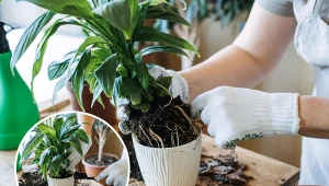 Sprawdź, jak przesadzać rośliny doniczkowe i kiedy to robić.