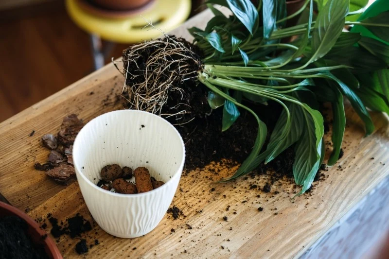 Podczas przesadzania roślin doniczkowych warto pamiętać o warstwie drenażowej