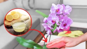 Wyjaśniamy, czym czyścić i nabłyszczać liście storczyków, by były zdrowe i lśniące. Fot. 123RF.com; Canva Pro