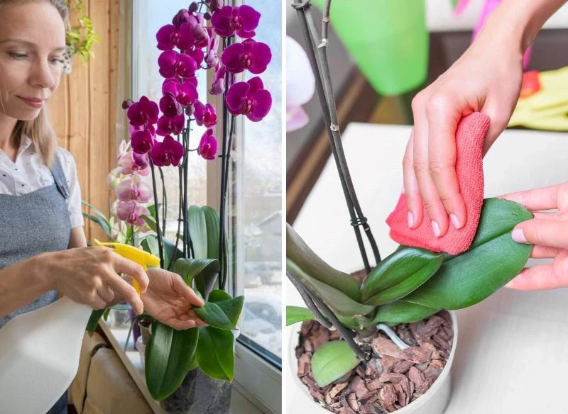 Regularne czyszczenie liści storczyka znacznie poprawi ich wygląd