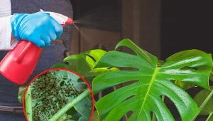 Wyjaśniamy, jak zlikwidować wciornastki, które zaatakowały monsterę i inne rosliny domowe.