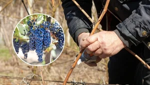 Cięcie winorośli to ważny zabieg w pielęgnacji rośliny. Sprawdź, jak i kiedy to zrobić.