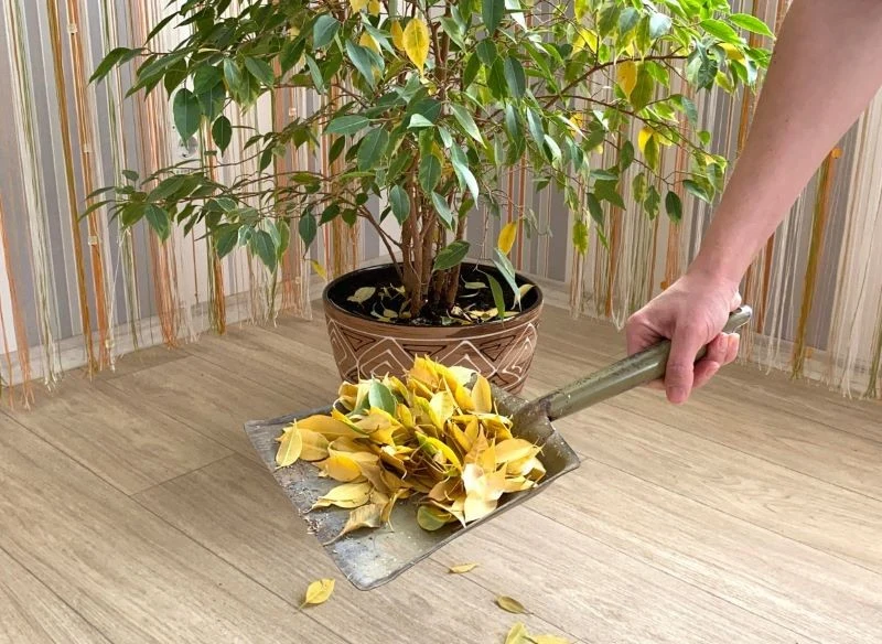 Fikus nie lubi zmian, przez to często zrzuca liście