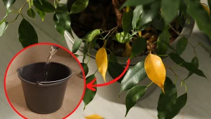 Wyjaśniamy, co zrobić, by fikus przestał zrzucać liście. Fot. 123RF.com; Canva Pro: Sidorov