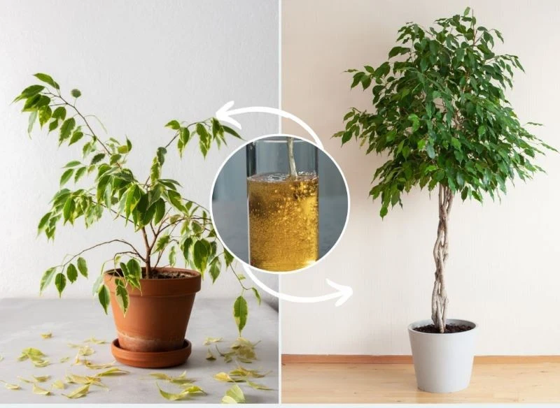 Nawóz na bazie piwa pomoże odratować fikusa