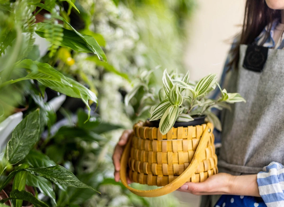 Trzykrotka to popularna i łatwa w uprawie roślina doniczkowa