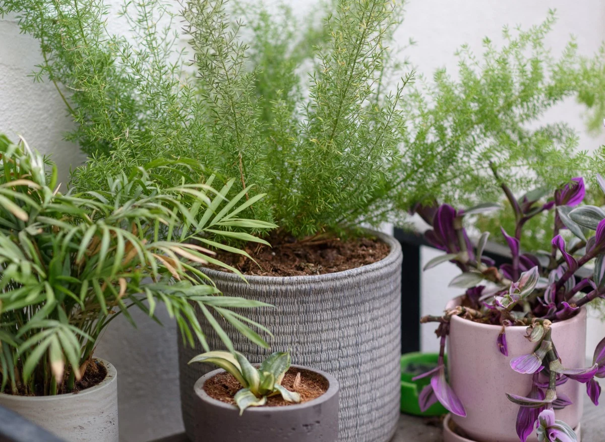 Asparagusy uwielbiają "kąpiele" pod prysznicem