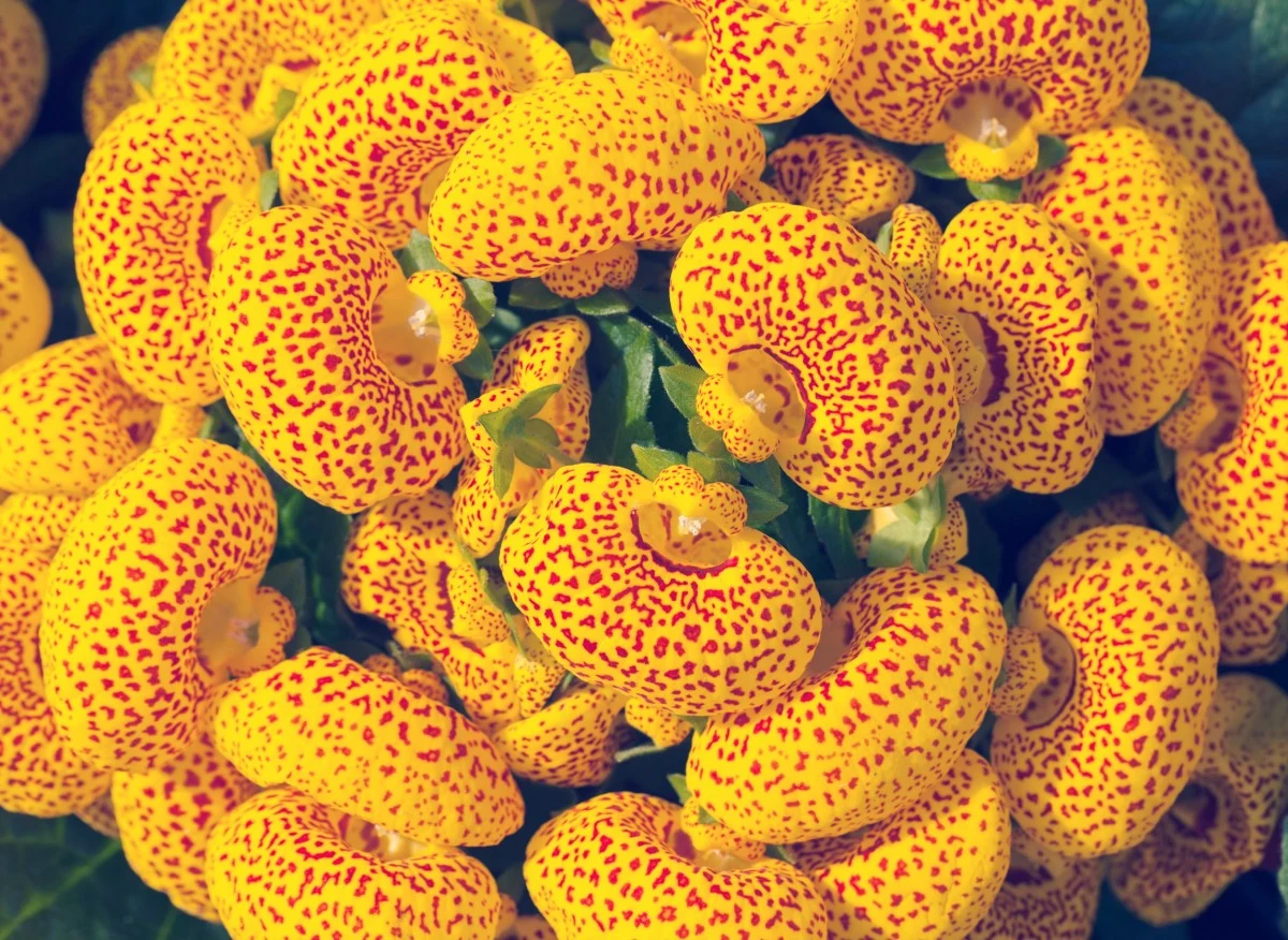 Pantofelnik (canceolaria integrifolia)