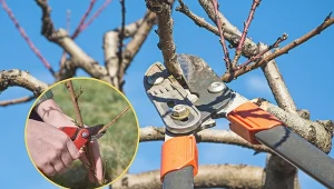 Pod koniec lutego przycina się m.in. owocujące latem odmiany jabłoni czy gruszy.