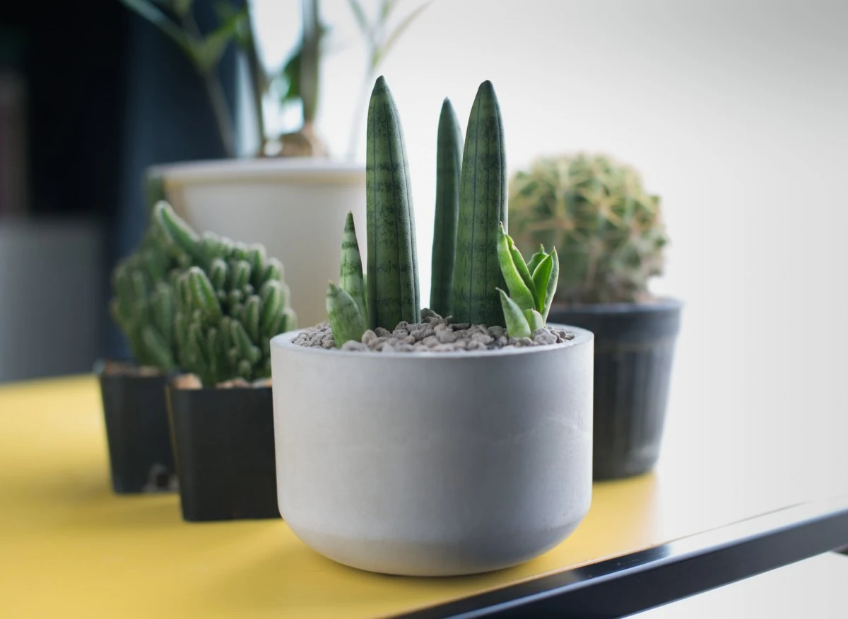 Niektórzy nazywają ją "rogami diabła"