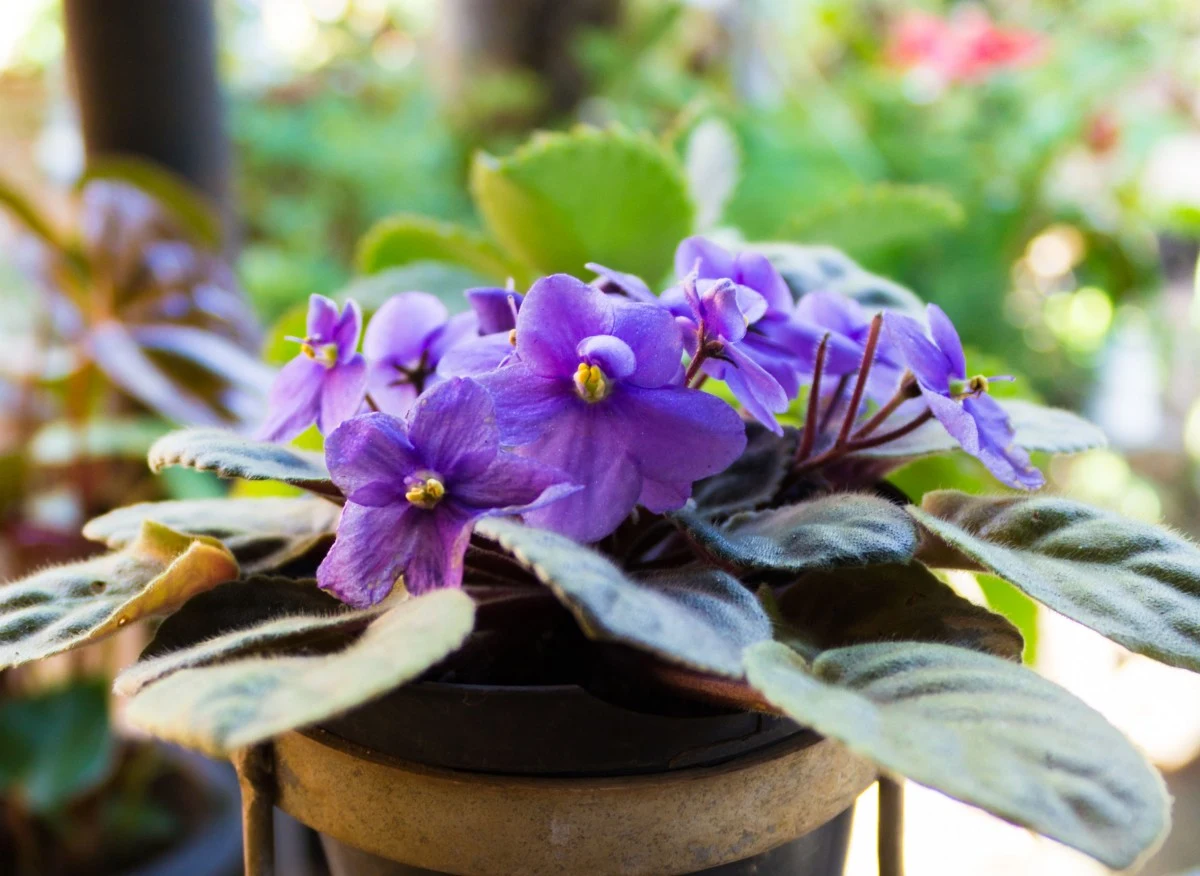Sępolie fiołkowe należą do najłatwiejszych w uprawie roślin doniczkowych