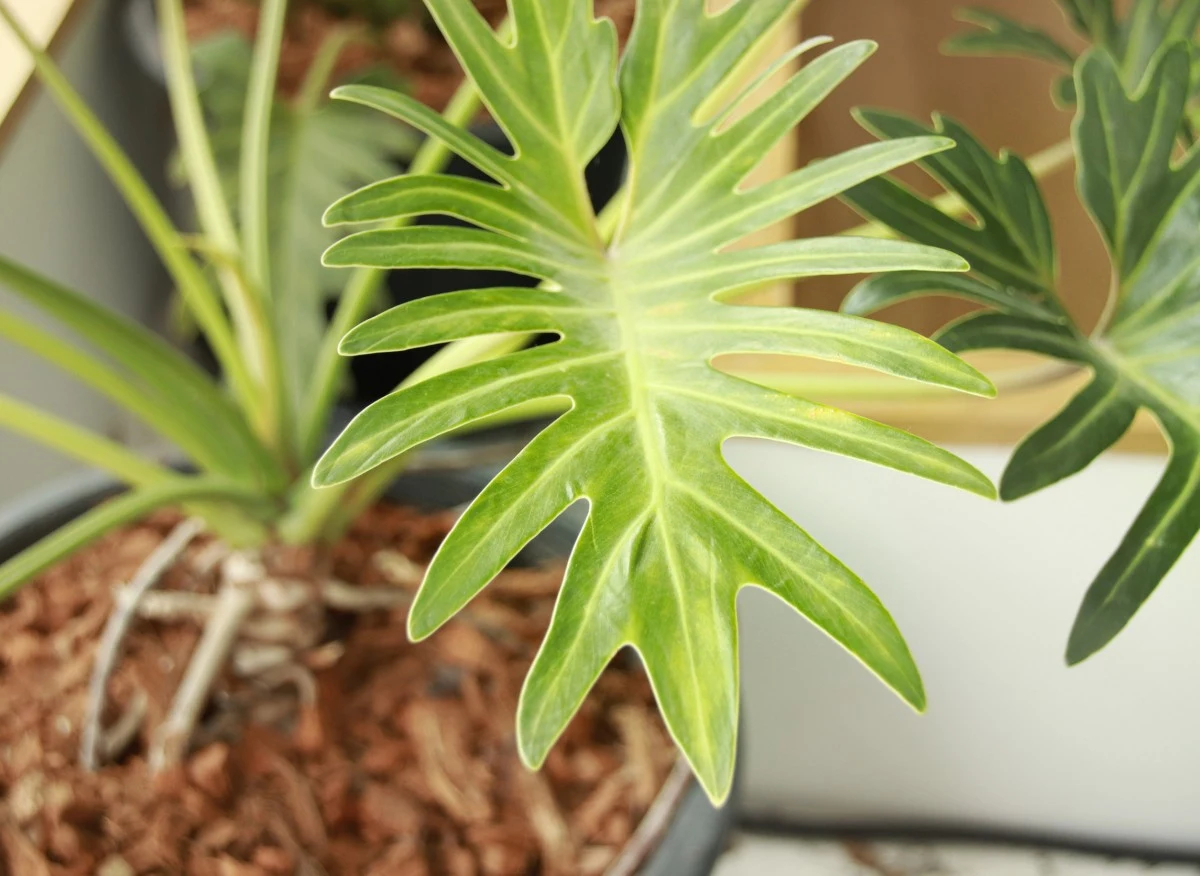 W warunkach domowych filodendrony pomagają za to oczyszczać powietrze wnętrz z formaldehydu, dwutlenku węgla oraz benzolu